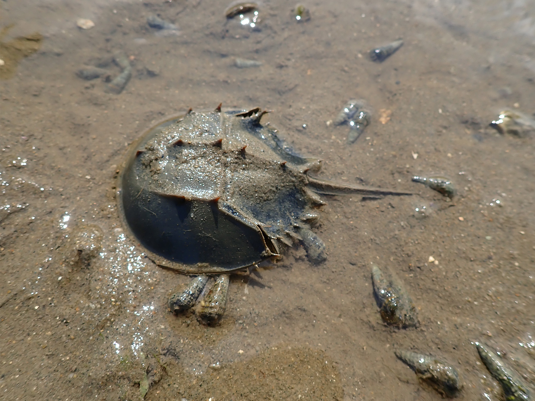 Horseshoe Crabs