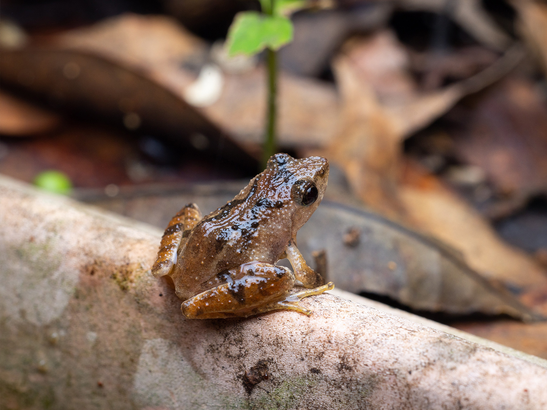 Romer's Tree Frog