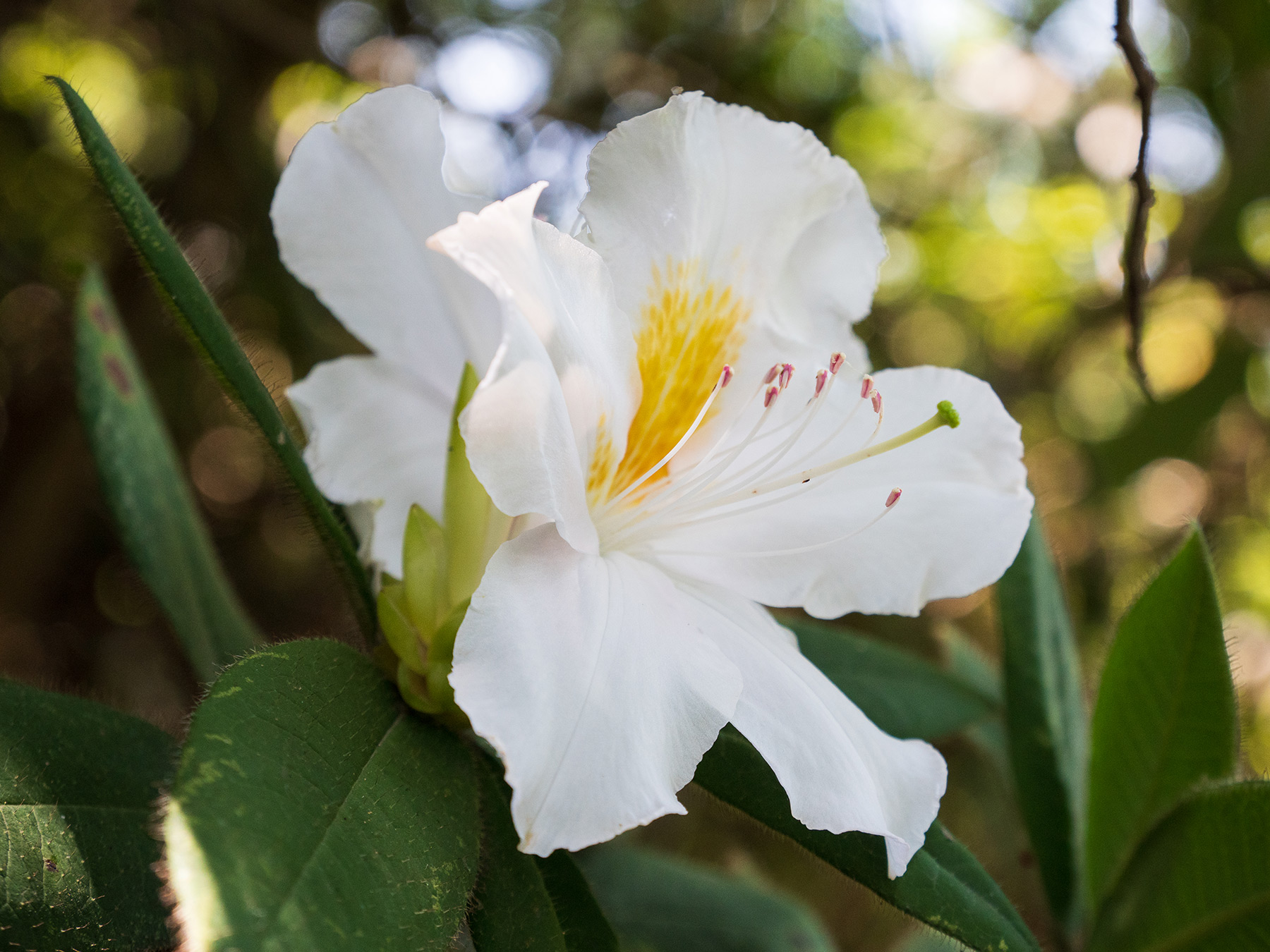 Champion's Rhododendron